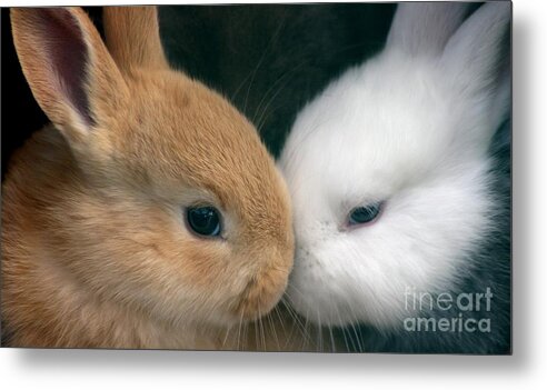 Rabbits Metal Print featuring the photograph Kissing Cousin's by Living Color Photography Lorraine Lynch