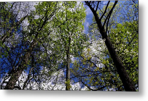 Trees Metal Print featuring the photograph Look Up by Kim Galluzzo