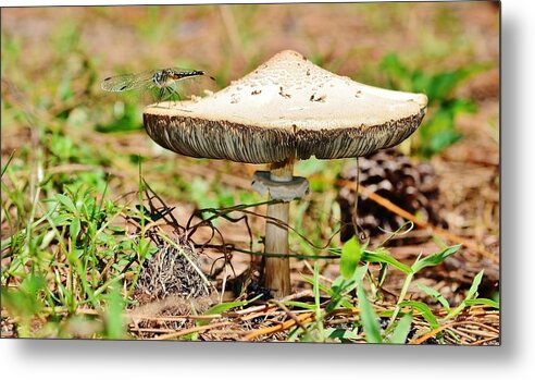 Mushroom Metal Print featuring the photograph Mushroom Visitor by Lynda Dawson-Youngclaus