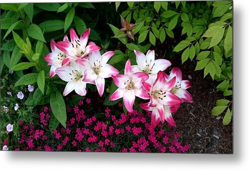 Lilies Metal Print featuring the photograph My Lilies by Patricia Hiltz