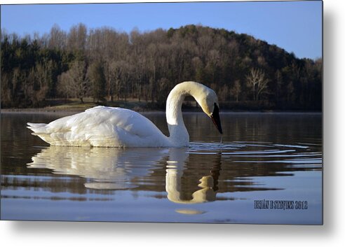 Trumpeter Swan Metal Print featuring the photograph Reflections by Brian Stevens