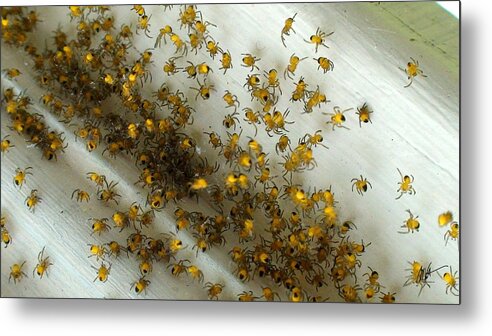  Metal Print featuring the photograph Spiders Spiders Spiders by Mark Valentine