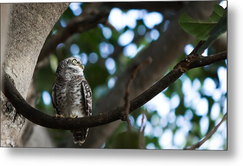 Spotted Owlet Metal Print featuring the photograph Spotted Owlet by SAURAVphoto Online Store