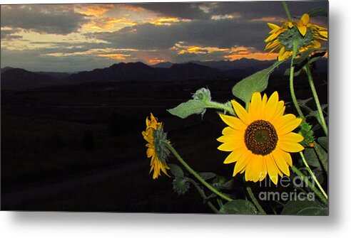 Flowers Metal Print featuring the painting Sunflower Sunset by Eric Dee