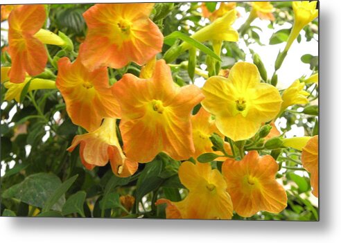 Flowers Metal Print featuring the photograph Sunshine blossoms by Kim Galluzzo