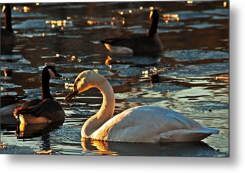 Lakeside Metal Print featuring the photograph Swan And Sunset by Ed Peterson