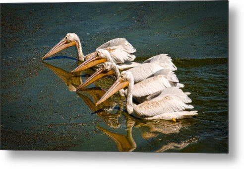 Pelican Metal Print featuring the photograph Syncranized White Pelicans by Steve McKinzie