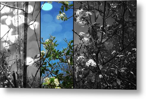 Flowers Sky Clouds Wood Logs Beach Sand Stone Ocean Lake Fish Starfish Shellfish Shell Nature Water Wildlife Peach Serenity Tranquility Photography Digital Art Metal Print featuring the photograph Through The Flowers by Lee Yang