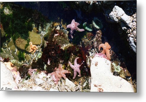 Ocean Photographs Metal Print featuring the photograph Tide Pool by C Sitton