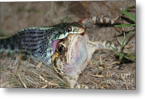 Snake Metal Print featuring the photograph Toadal Destruction by Lynda Dawson-Youngclaus
