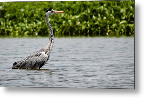 Grey Heron Metal Print featuring the photograph Wading by SAURAVphoto Online Store