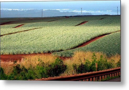 Landscapes Metal Print featuring the photograph Waves of Pineapple by Karen Wiles