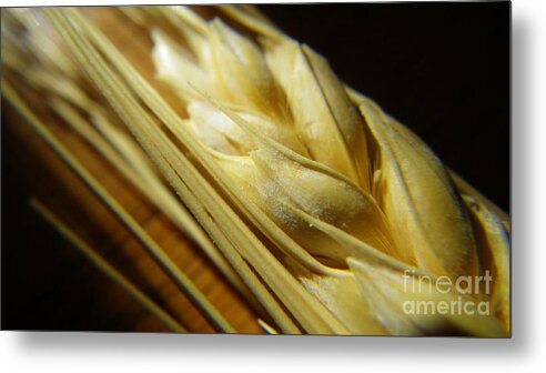 Wheat Metal Print featuring the photograph Wheatberries by Anjanette Douglas