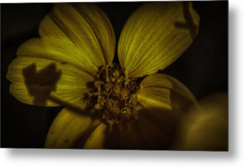 Wild Flower Metal Print featuring the photograph Wild Flower In Contrast by Devin Rader