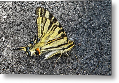 Yellow Metal Print featuring the photograph Yellow butterfly by Manuela Constantin