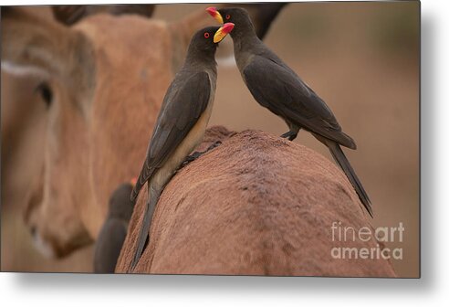 Yellowbilled Oxpecker Metal Print featuring the photograph Yellowbilled Oxpeckers by Mareko Marciniak