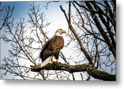 Bald Eagle Metal Print featuring the photograph Bald Eagle Majesty #1 by Patrick Wolf