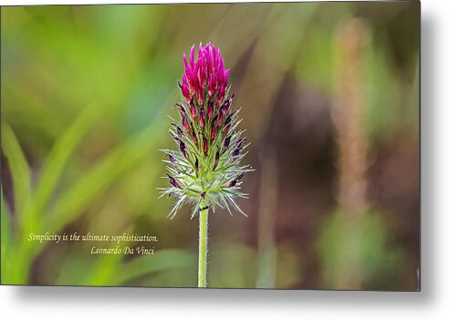 Nature Metal Print featuring the photograph Clover Bloom #1 by Michael Whitaker