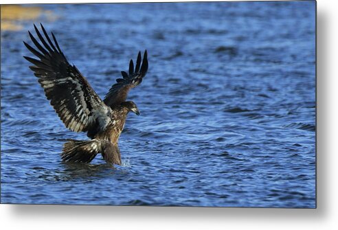 Eagle Metal Print featuring the photograph Juvenile Eagle Fishing #1 by Coby Cooper