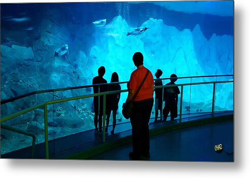 Penguins Metal Print featuring the photograph The View Down Under - 2 by CHAZ Daugherty