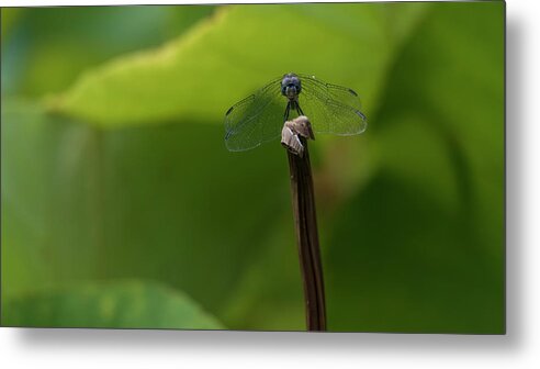 Dragonfly Metal Print featuring the photograph Vigilance by Holly Ross