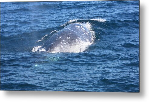 Whale Metal Print featuring the photograph Whale #1 by Mariel Mcmeeking