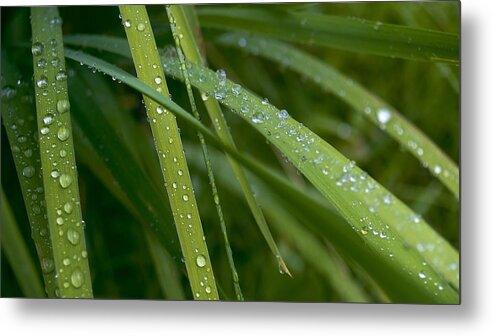 Water Drop Metal Print featuring the photograph Water Drop #15 by Jackie Russo