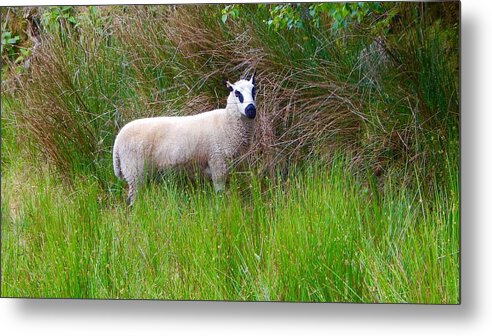  Metal Print featuring the photograph Black eyed sheep by Sue Morris