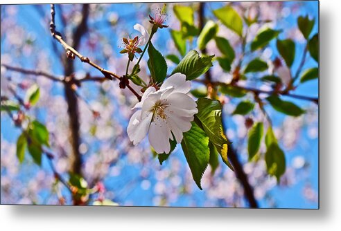 Cherry Blossoms Metal Print featuring the photograph 2016 Olbrich Cherry Blossoms 2 by Janis Senungetuk