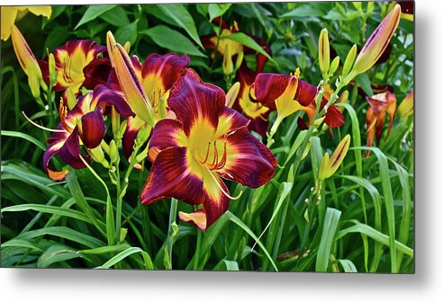 Daylily Metal Print featuring the photograph 2017 End of July at the Gardens Persian Ruby Daylily by Janis Senungetuk