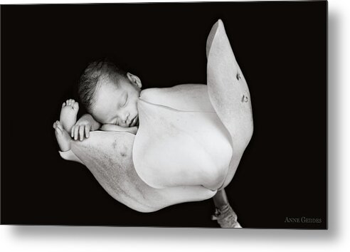 Black And White Metal Print featuring the photograph Aden in a Magnolia Bud by Anne Geddes