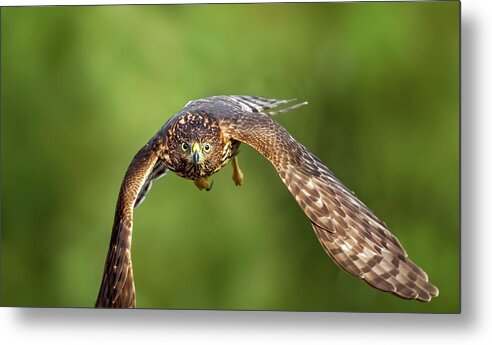 Amelia Island Metal Print featuring the photograph Red-Tailed Hawk by Peter Lakomy