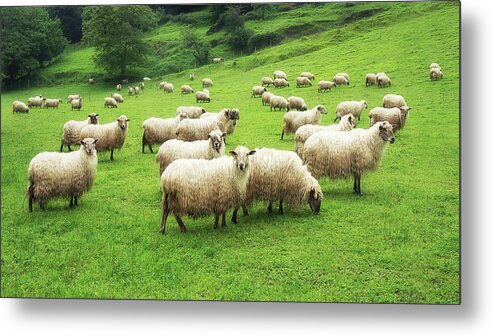 Sheep Metal Print featuring the photograph A flock of sheep by Mikel Martinez de Osaba