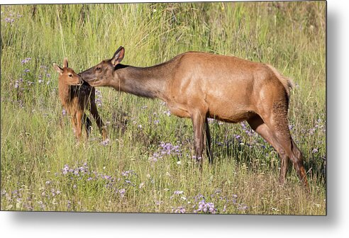 Elk Metal Print featuring the photograph A Mother's Attention by Jack Bell