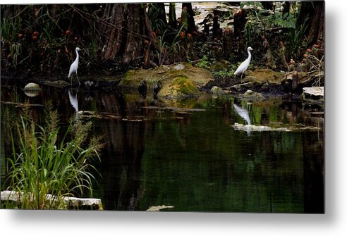 Peacock Metal Print featuring the photograph Pair on Peacock Shore by Julie Pappas