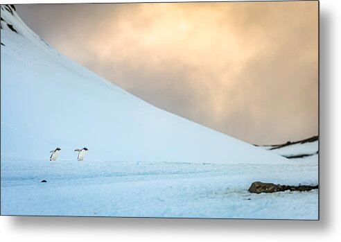 Barrientos Metal Print featuring the photograph Afternoon Commute - Antarctica Penguin Photograph by Duane Miller