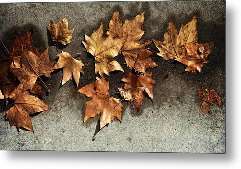 Leaves Metal Print featuring the photograph All The Leaves Are Brown by Wayne Sherriff