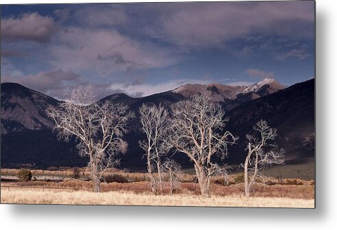 Trees Metal Print featuring the photograph Ansels Direction In Color.. by Al Swasey