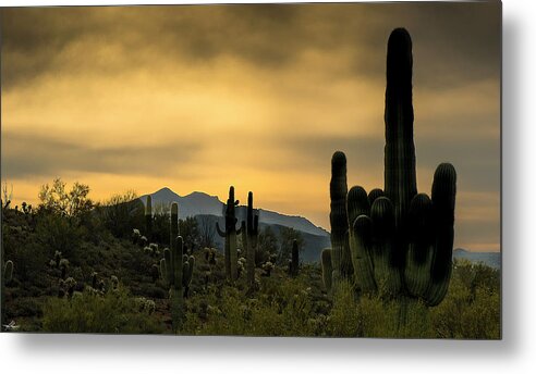 Cactus Metal Print featuring the photograph Arizona and the Sonoran Desert by Phil And Karen Rispin