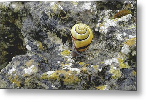 Snail Metal Print featuring the photograph At a Snail's Pace by Rona Black