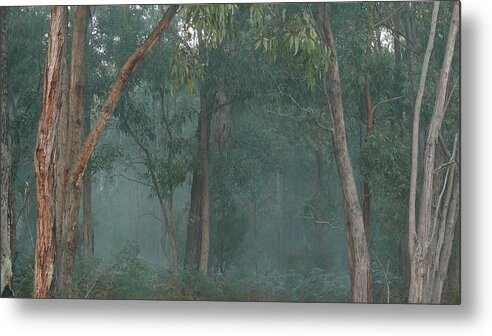 Australia Metal Print featuring the photograph Australian Morning by Evelyn Tambour