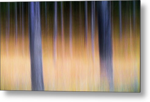 Artistic Metal Print featuring the photograph Autumn Pine Forest Abstract by Dirk Ercken