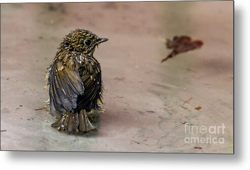 Bathing Robin Metal Print featuring the photograph Bathing by Torbjorn Swenelius