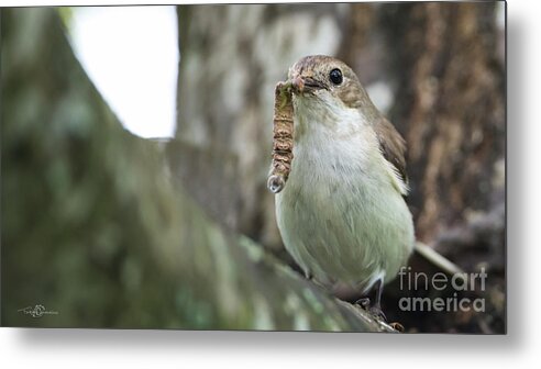 Pied Flycatcher Metal Print featuring the photograph Big Meal by Torbjorn Swenelius