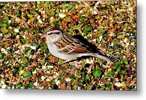 Wild Metal Print featuring the photograph Bird on the Ground by Eileen Brymer