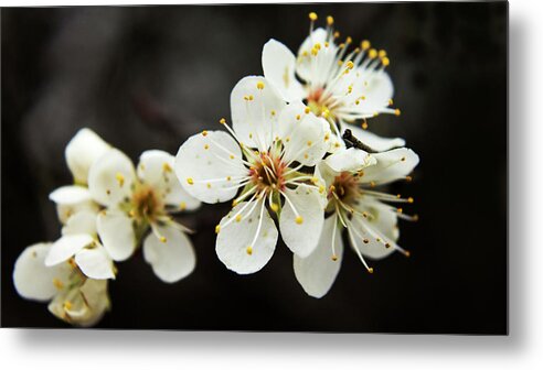 Trees Metal Print featuring the photograph Blossoms of Spring by Holly Ross