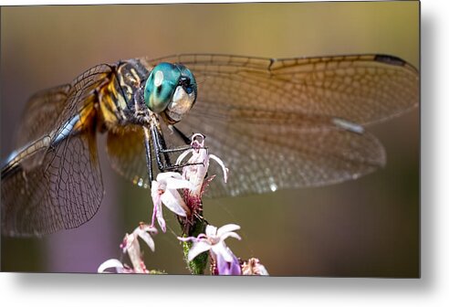 Dragonfly Metal Print featuring the photograph Blue Dasher Dragonfly Resting by Brad Boland
