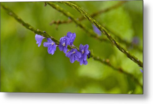 Flower Metal Print featuring the photograph Blue Porterweed by Carol Bradley