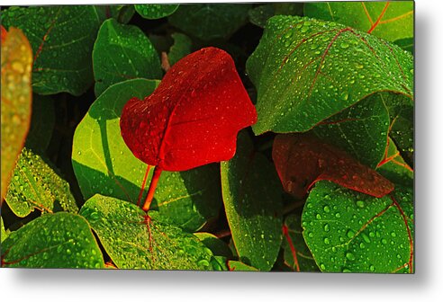 Plant Metal Print featuring the photograph Bold Red Sea Grape Leaf by Lawrence S Richardson Jr