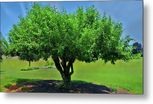 Tree Metal Print featuring the photograph Branching Out by Dani McEvoy